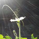 Mark Spoon - @bluekentuckyurbanfarm - Instagram
