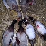 Mark Spreiter - @507duckcluboutdoors - Instagram