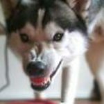 Mark Stelter - @grey_wolf_240 - Instagram