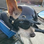 Mark Stevens - @zorro_the_bikerdog - Instagram