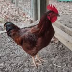 Mark Stocking - @soxfamilyfarm - Instagram