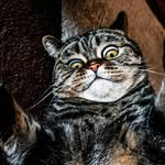 Mark Scottish Straight - @mark_the_scottish_cat - Instagram