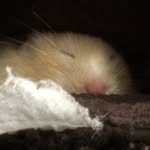 Mark Straub - @mark_straub - Instagram