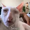 Why so Sirius - @sturmanmark - TikTok
