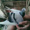 mark s sutchesa - @marksutchea - TikTok
