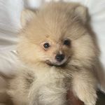Mark Tan - @marktanwfr - Instagram
