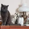 Mark Tarrant - @mark.tarrant5 - TikTok