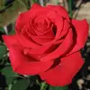 Ar_Riaz - @mark_tefft224 - TikTok
