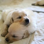 mark terry - @labrador_puppies_near_me - Instagram