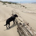 Mark Thommen - @papa_froggy - Instagram