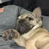 Winston the Frenchie - @marktrina77 - TikTok