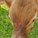 Mark Dunster - @markthehooftrimmer - Instagram