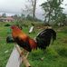 Mark Vallente - Facebook