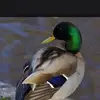 markvanhorn988 - @markvanhorn988 - TikTok