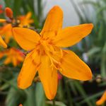 Mark Wash - @trecannanursery - Instagram