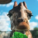 Social Media Marketing for Conservation Nonprofits - @wonderforwildlife - Instagram