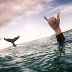 Mark Worrell - @surfpsyco - Instagram