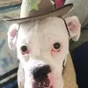 gizmo - @markwotring - TikTok