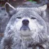 Mark Wulf - @wulfmark - TikTok