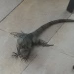 Mark Zwick - @this_lizard_has_a_instagram - Instagram