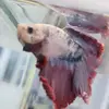 Márko Bodor - @mrko.bodor - TikTok