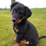 Markus Berger de Beauce - @bergerbeauce - Instagram