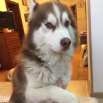 Markus🐶♥️ - @markusbestdog - Instagram