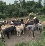 Markus Gomez - Facebook