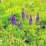 David - @markusraab_ - Instagram
