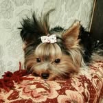 Я Маркуня 🐶и моя мама Эля😍😍 - @yorklife_markus - Instagram