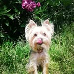 мини-йорк Маркус🐾 - @markus__yorkshire_terrier - Instagram
