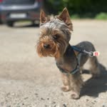 Маркус 🐶 - @markus_yorko_dog - Instagram