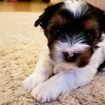 -Markus york_ terrier _biver - @markus_biver - Instagram