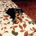 @markus_yorkshire_terrier - Instagram