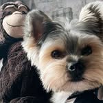 Markus Yorkshire terrier - @markus_yorkshire_terrier_love - Instagram