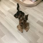 Markus_Yorkshirskiy Terrier - @markus_yorkshirskiyterrier - Instagram