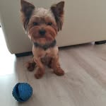 Маркус - @markus_yorkterrier - Instagram