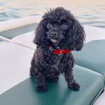 Marla Abel Wolfe - @marlawolfe56 - Instagram