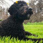 Marley Guzman - @marlaboo.thelabradoodle - Instagram