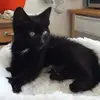 marlacornelius4 - @marlacornelius4 - TikTok