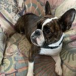 Marla - @marla_thecrossbulldog - Instagram