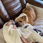 Marla Graves Arnold - @raisingreps - Instagram