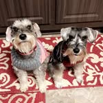 Marla & Hendrix - @theschnauzers_mh - Instagram
