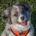 MARLA - MINI AMERICAN SHEPHERD - @marlathemerle - Instagram