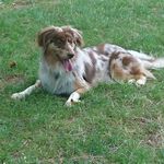 Marla Australian Shepherd - @marla.aussie - Instagram