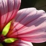 Marla Sterling - @marlasterling - Instagram