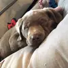 Sterling Marla - @sterling.the.silver.lab - TikTok