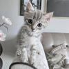 Marley - @marleytheorphancat - TikTok