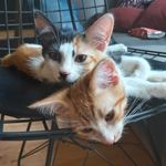 Marla & Tyler & Panter - @pavlovun_kedileri - Instagram