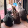 Marla, Tyler, & Da Vinci 🐱 - @the.kitty.trifecta - TikTok